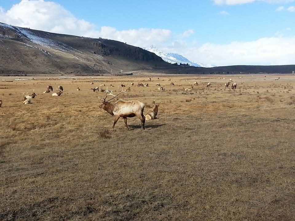 MelsBracelets's tweet image. Jackson Hole, Wyoming, US #landscapephotography #landscape #travelphotography #traveler #traveling #wanderer #wanderlust #explore #mountains #teton #wildlifephotography #jacksonhole #wyoming #usa #northamerica