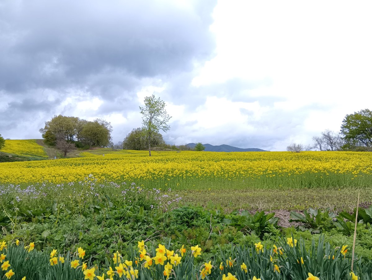 三ノ倉スキー場 tweet media