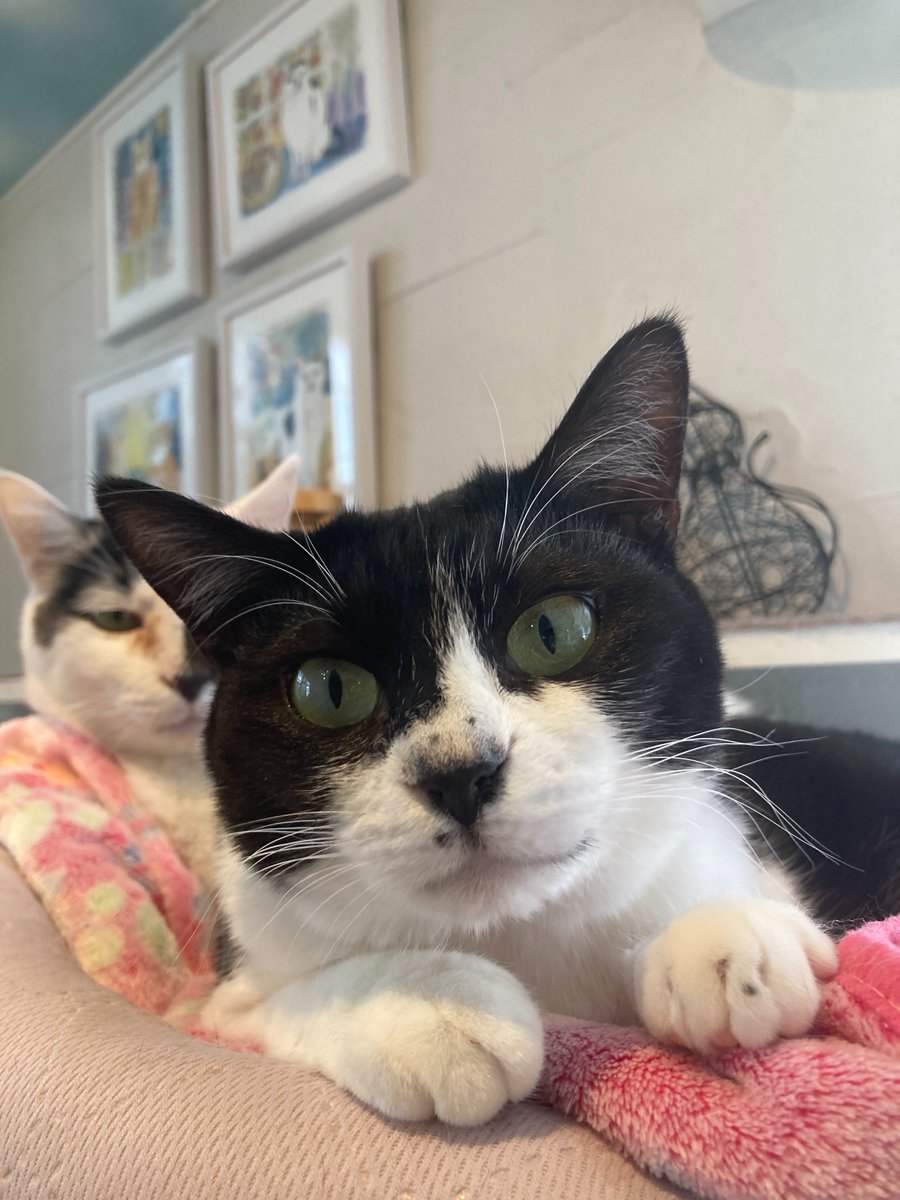 CATS_INN_TOKYO's tweet photo. 🚨【SOS】猫たちのご飯が足りません🚨
来週、保護猫たちのドライフードが底を突きそうです😢
みなさまからのご支援をお待ちしております❣️

🐾支援の方法
・Amazonほしい物リスト(プロフ参照) 
・未開封フードの持ち込み 
・店頭での購入支援

どうか猫たちの命を繋ぐお力添えを🙏 https://t.co/RhWaTBxq4A
