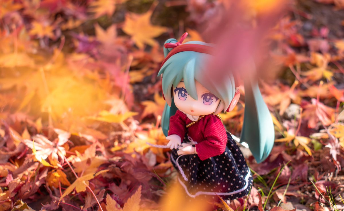 秋の彩りが待ち遠しいね🍁