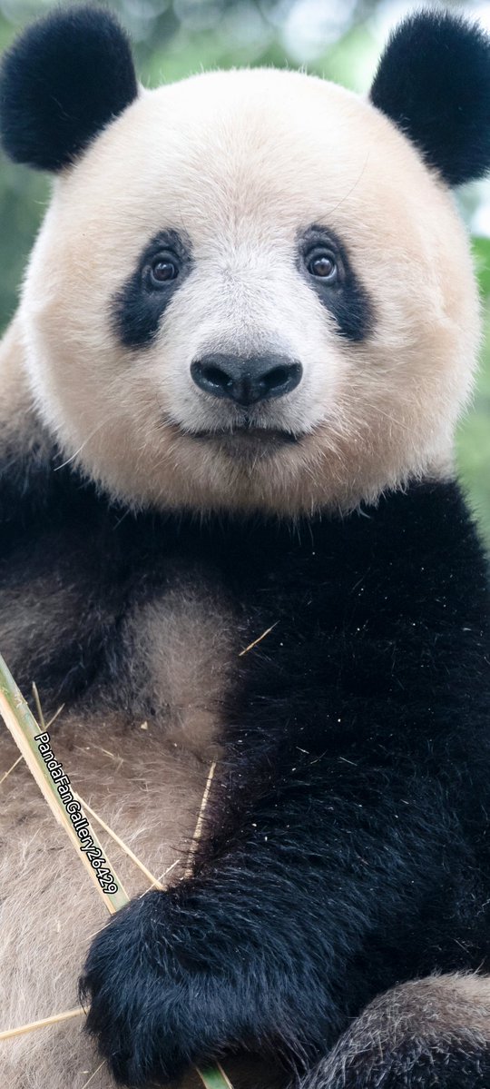 シャンシャン