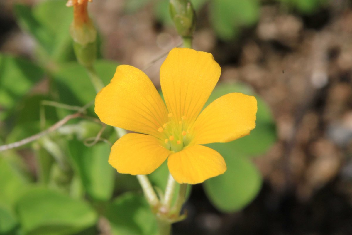 kon5933's tweet image. #花　#flowers