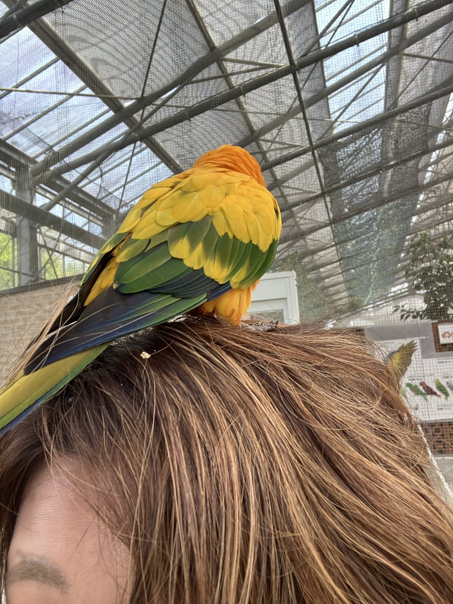 yoshi19y's tweet photo. 掛川花鳥園へ行きました。餌を買う前からインコたちが肩に乗ってきて圧を感じました😂その後は、両手、片腕、肩、頭に合計5羽やってきて、人生最大のモテ期が到来😂 https://t.co/luiwIoyhUH