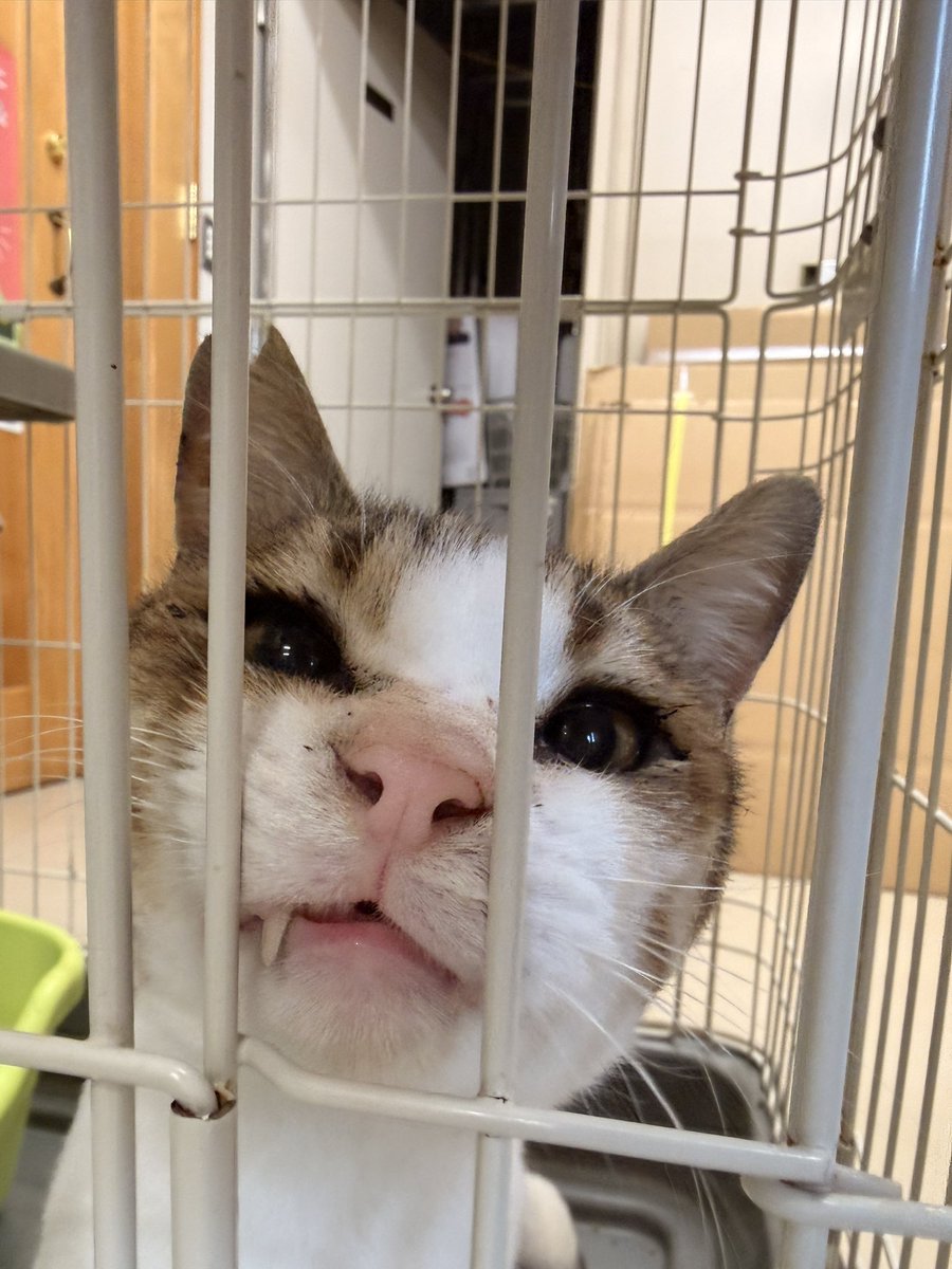 おねっさん tweet media