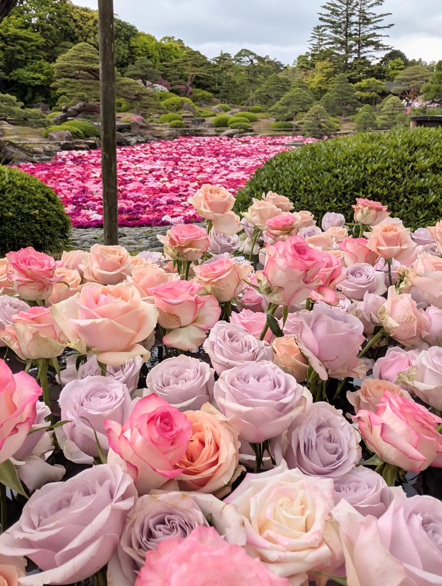 牡丹と薔薇 牡丹と薔薇 DVD BOX 下 | ポニーキャニオン