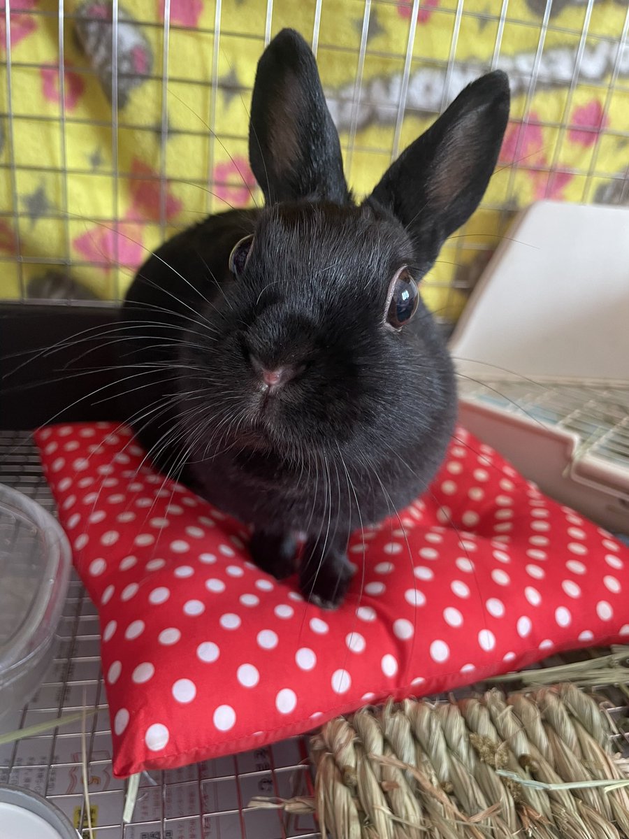 ほほえみり tweet media