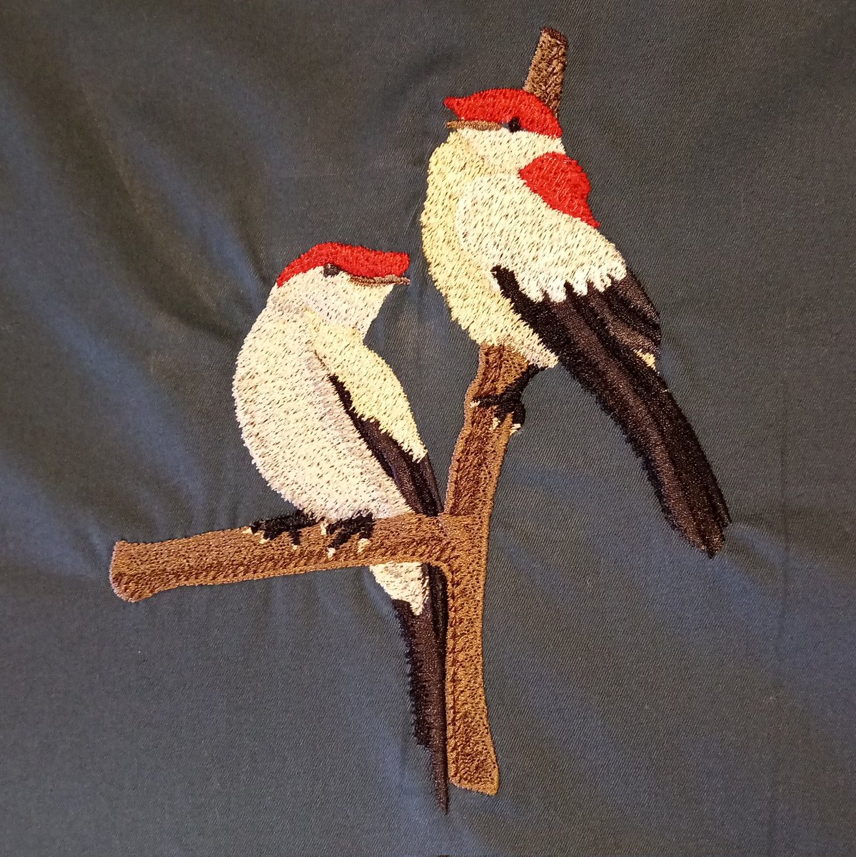 Rengosi1's tweet image. Embroidery of endangered animal species. Part 2
Snow leopard (irbis, Manakin-araripe, Vaquita
#embroidery #вышивка