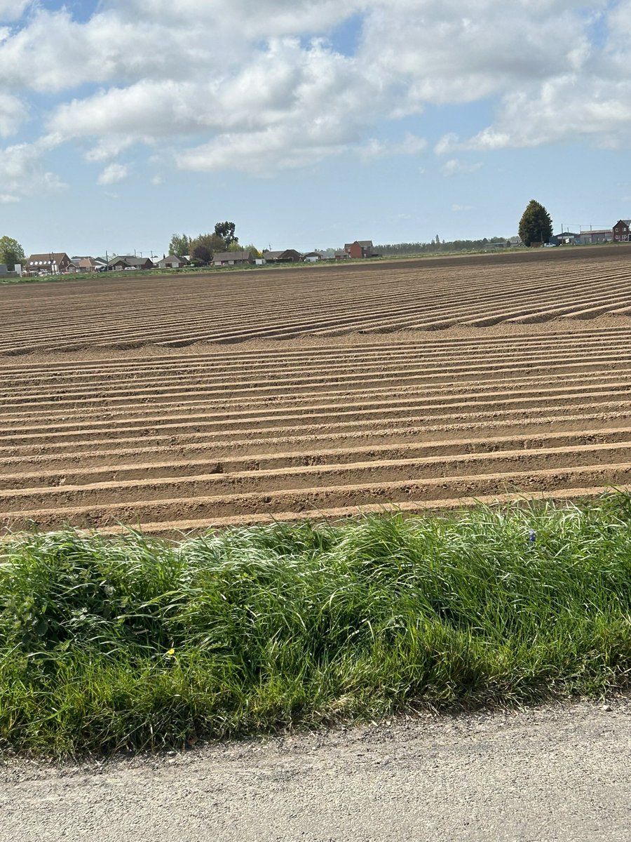 Vixyl's tweet image. The fields are looking good!  #countryside #fields