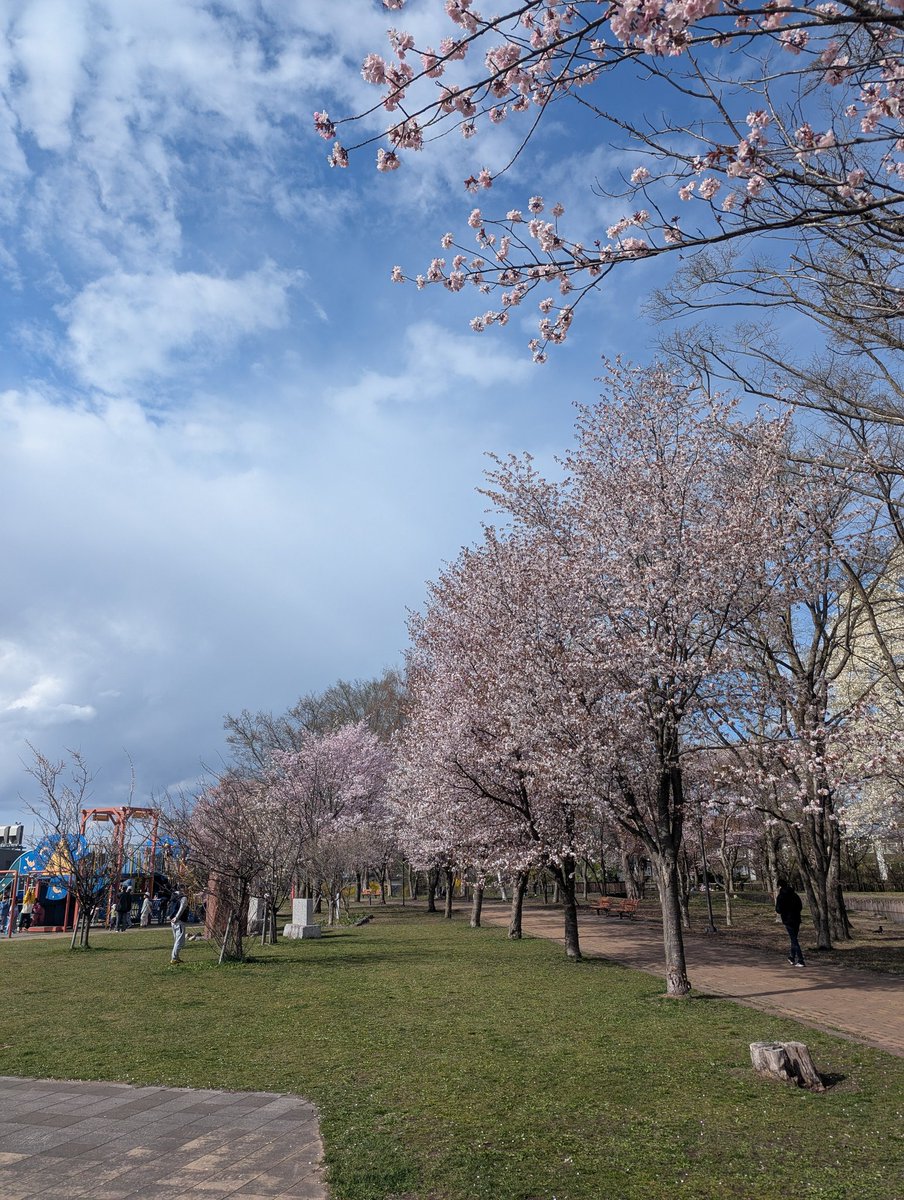 北海道いまちょうど桜が見頃で良い