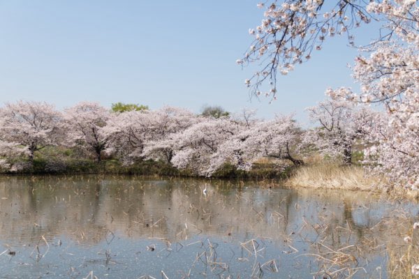 eridanus21's tweet image. 茨城県の桜 🍄

#桜 #サクラ #Cherryblossom 
#flower #flowerphotography #花 #花写真 #花写真が好きな人と繋がりたい #花写真を撮るのが好き #花が好き #花が好きな人と繋がりたい #botanical #botanicalgarden #植物 #植物園 

🍌