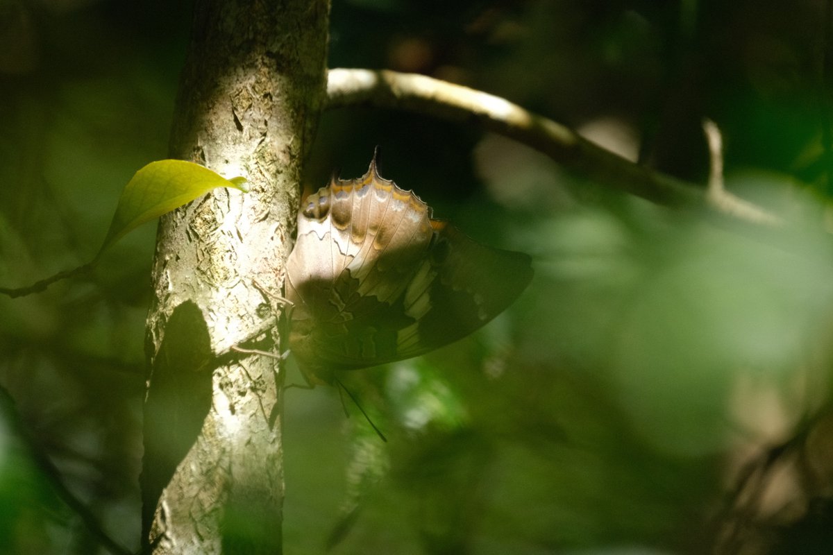 CBG_UofG's tweet photo. Afromontane forests in Garden Route National Park of South Africa, especially in Knysna &amp; Tsitsikamma, are home to the Outeniqua yellowwood, with some trees 600–1,000 years old. Their layered structure creates stable, complex habitats for specialised biodiversity. #SANParks #CBG https://t.co/hoebm82Dlh