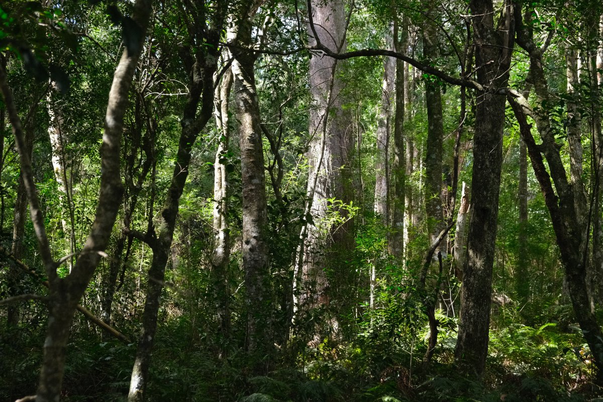 CBG_UofG's tweet photo. Afromontane forests in Garden Route National Park of South Africa, especially in Knysna &amp; Tsitsikamma, are home to the Outeniqua yellowwood, with some trees 600–1,000 years old. Their layered structure creates stable, complex habitats for specialised biodiversity. #SANParks #CBG https://t.co/hoebm82Dlh