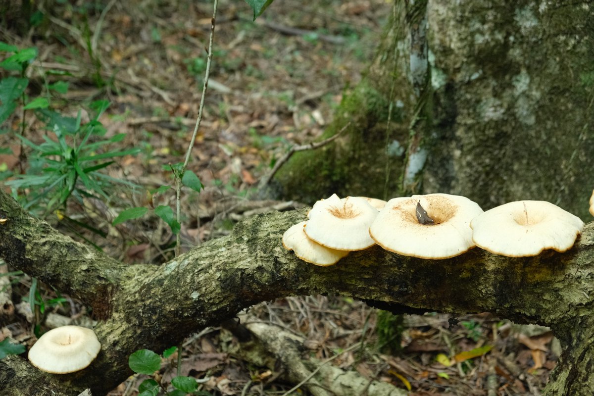 CBG_UofG's tweet photo. Afromontane forests in Garden Route National Park of South Africa, especially in Knysna &amp; Tsitsikamma, are home to the Outeniqua yellowwood, with some trees 600–1,000 years old. Their layered structure creates stable, complex habitats for specialised biodiversity. #SANParks #CBG https://t.co/hoebm82Dlh