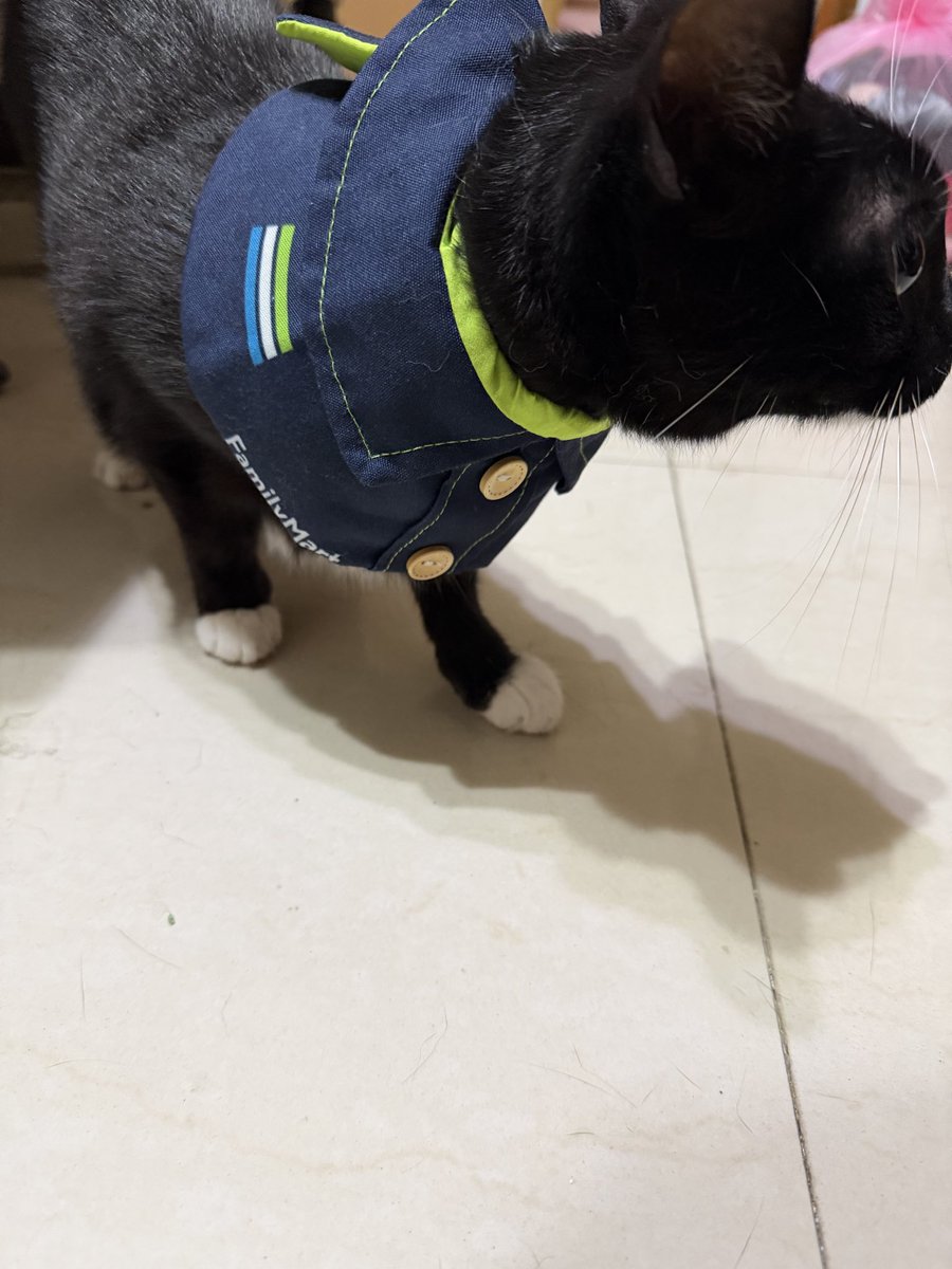guiisti's tweet photo. ファミマねこ https://t.co/piwo76FZKb