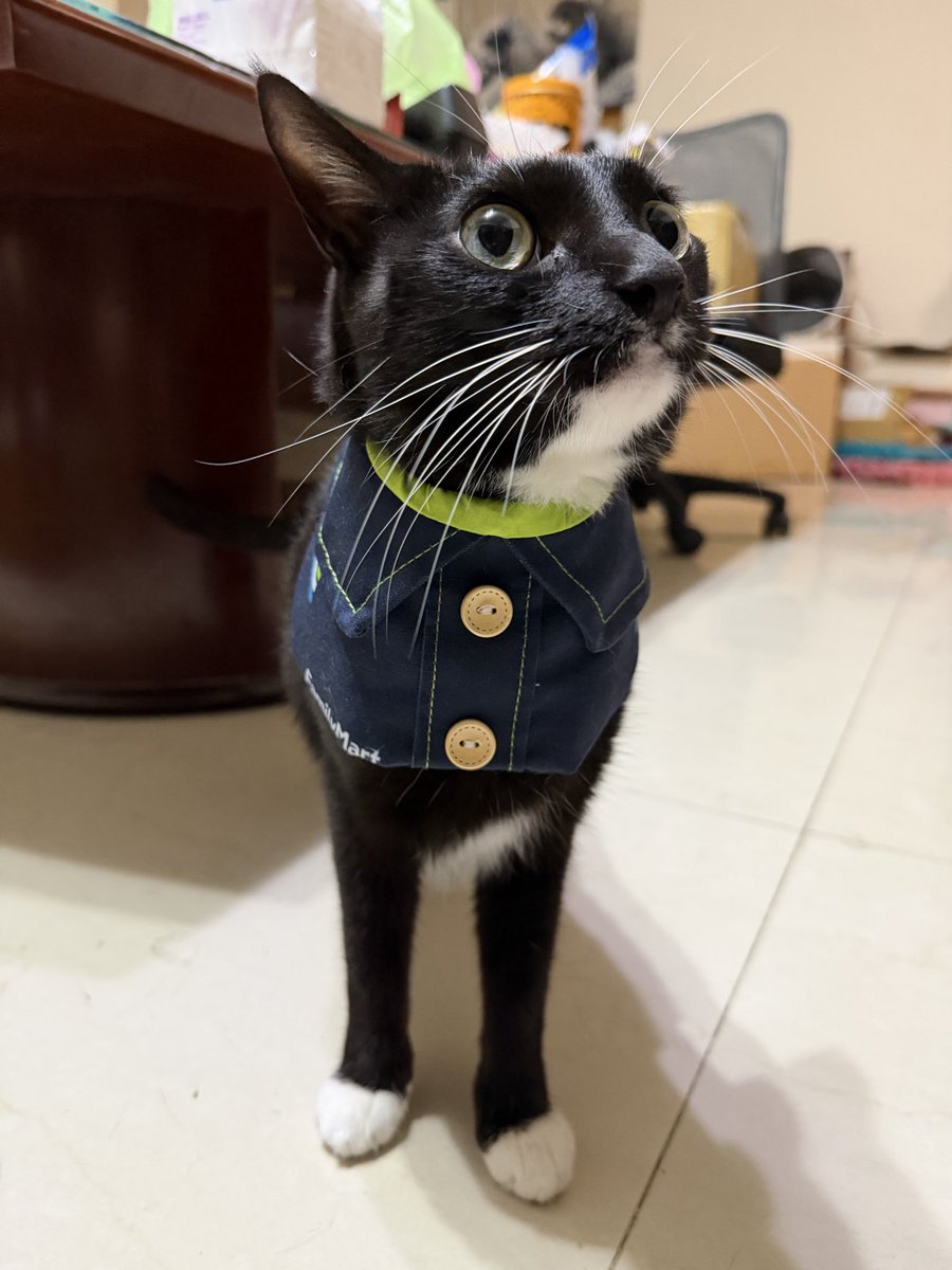 guiisti's tweet photo. ファミマねこ https://t.co/piwo76FZKb