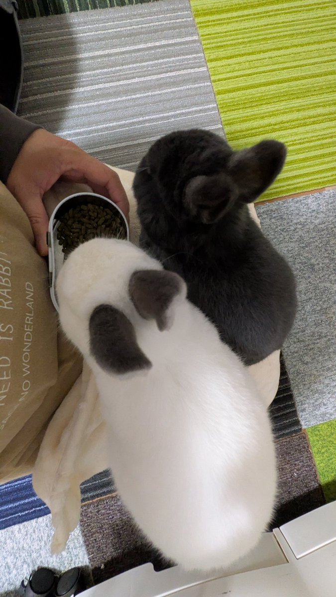 ラピツティア tweet media