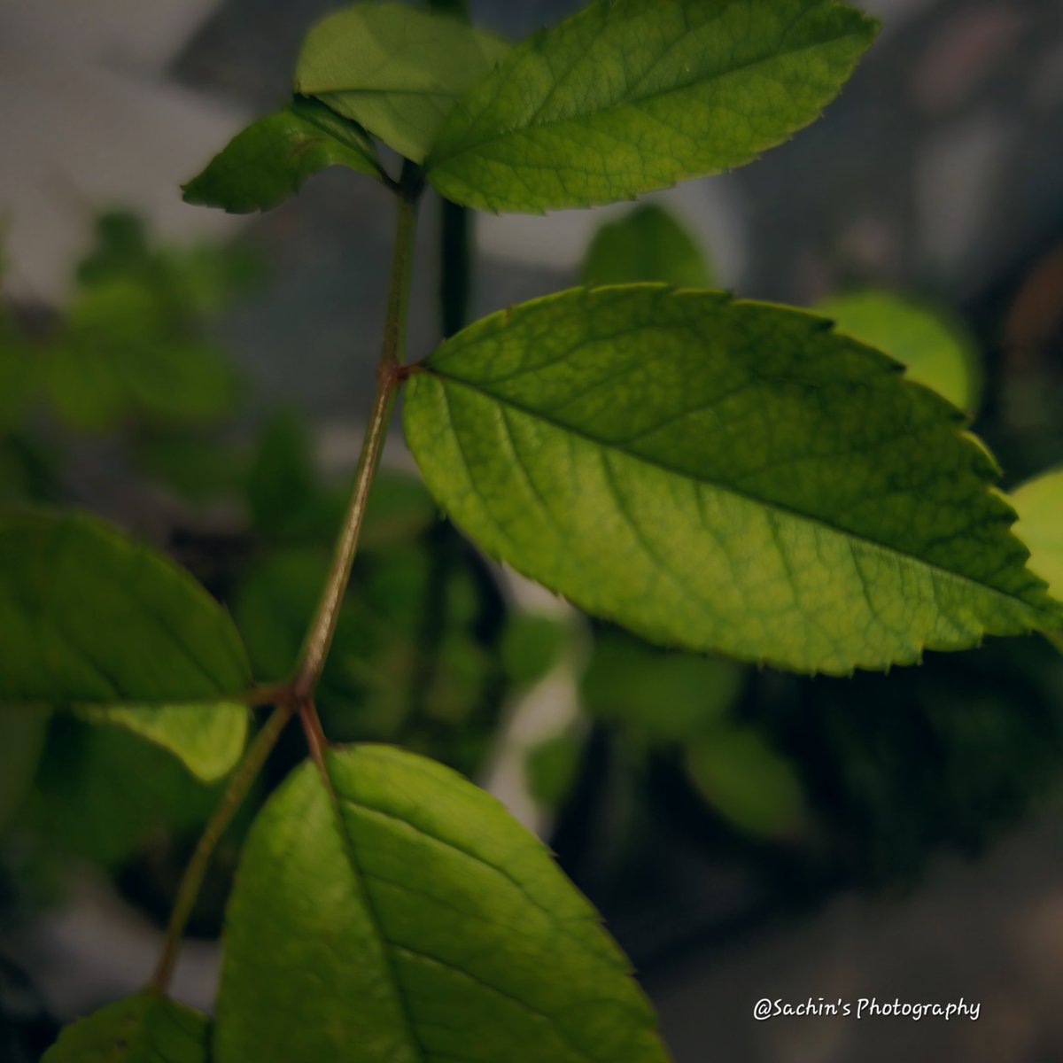 SachinAcharya's tweet image. Show me your Leaf Photographs!! 🌿

#photography #Nature #StormHour #ThePhotoHour #EarthCurated #withGalaxy #ShotOnSnapdragon