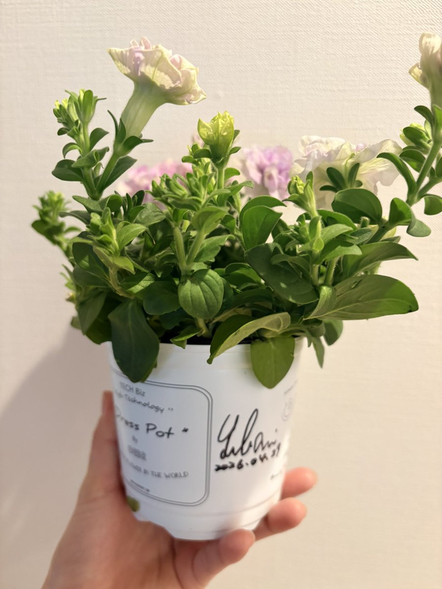 ぱんちょ tweet media