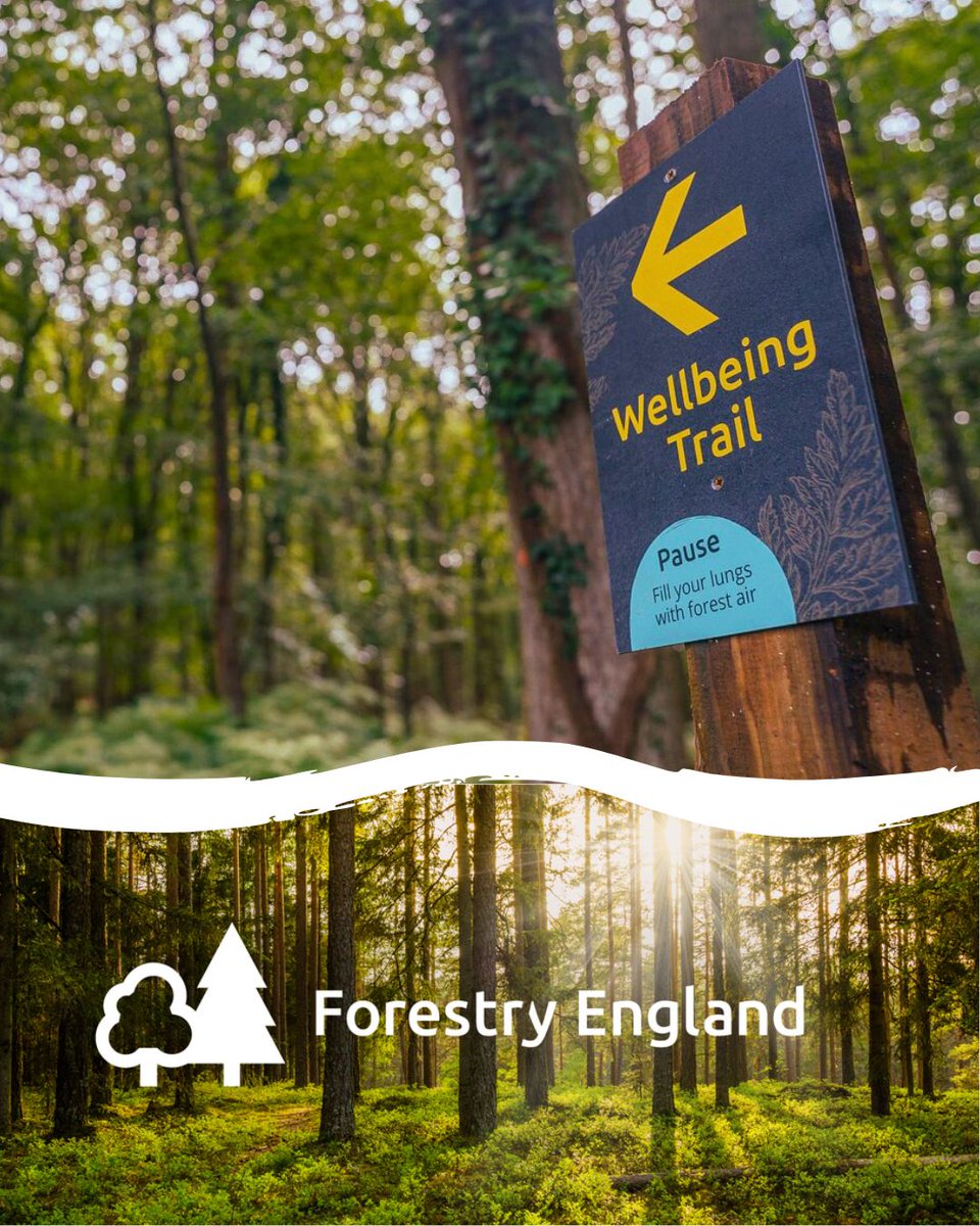 NetwrkWellbeing's tweet photo. 🌳 Did you know that one mindful walk in a forest can reduce anxiety, boost happiness &amp; deepen your connection to nature?

@ForestryEngland have created free Wellbeing Trails in 18 of the nation’s forests!
Find your nearest here → https://t.co/mb4aqK3yXy

#WellbeingWalks https://t.co/s2lZbHTZOo