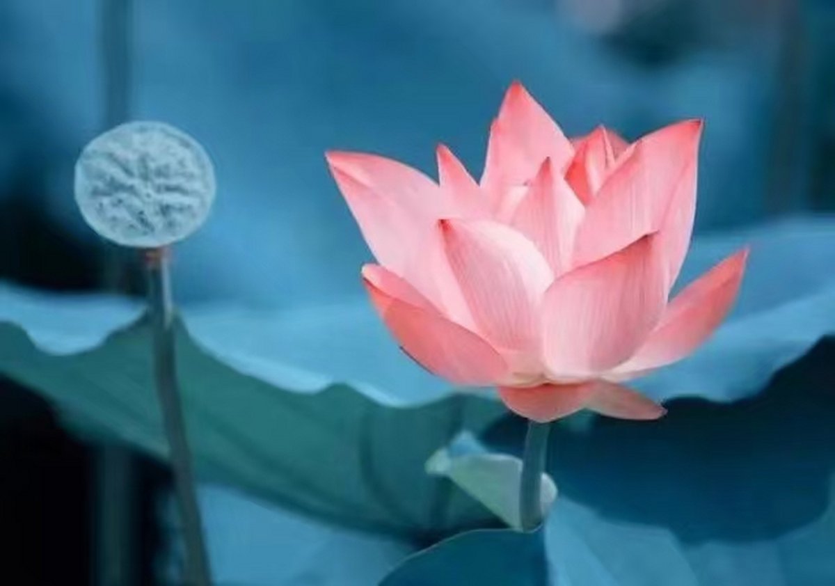 kemonseihi's tweet image. DIY this easy macramé plant hanger in 10 mins! Grab cotton cord, scissors + a ring—tie 3 basic knots for a boho vibe. Tag us with your creation  #DIY #Macramé #HomeDecor