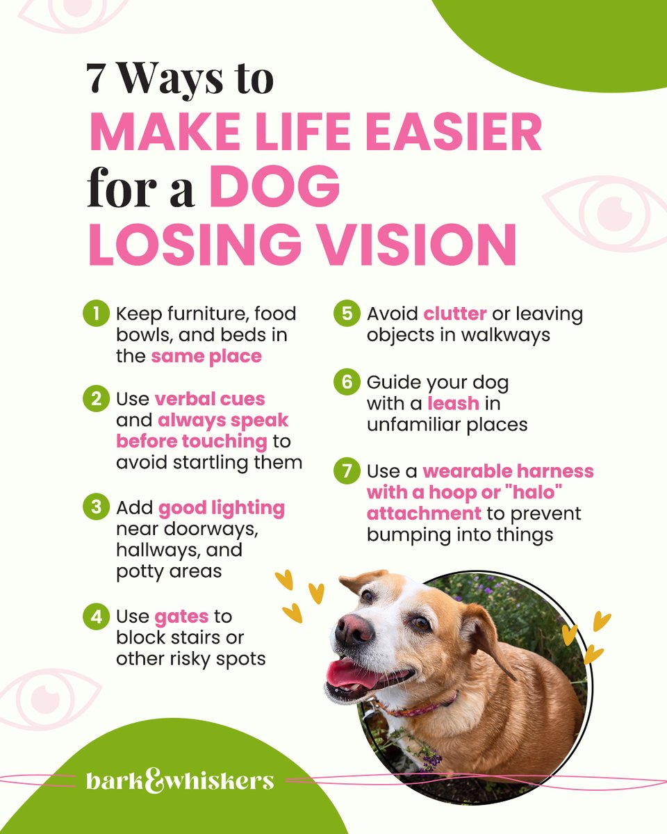bark_whiskers's tweet photo. If your dog is losing their vision, don't panic. A few simple changes at home can help them stay confident and comfortable. 

Here are more ways to support a pet with vision loss: https://t.co/hmULxM7tt4 https://t.co/jVl1XLTFO9