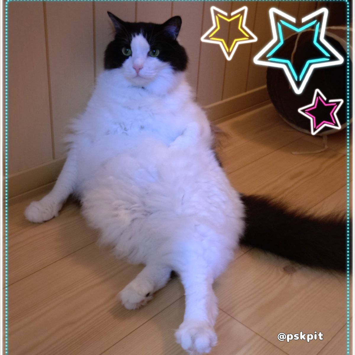 ぷーすけ tweet media