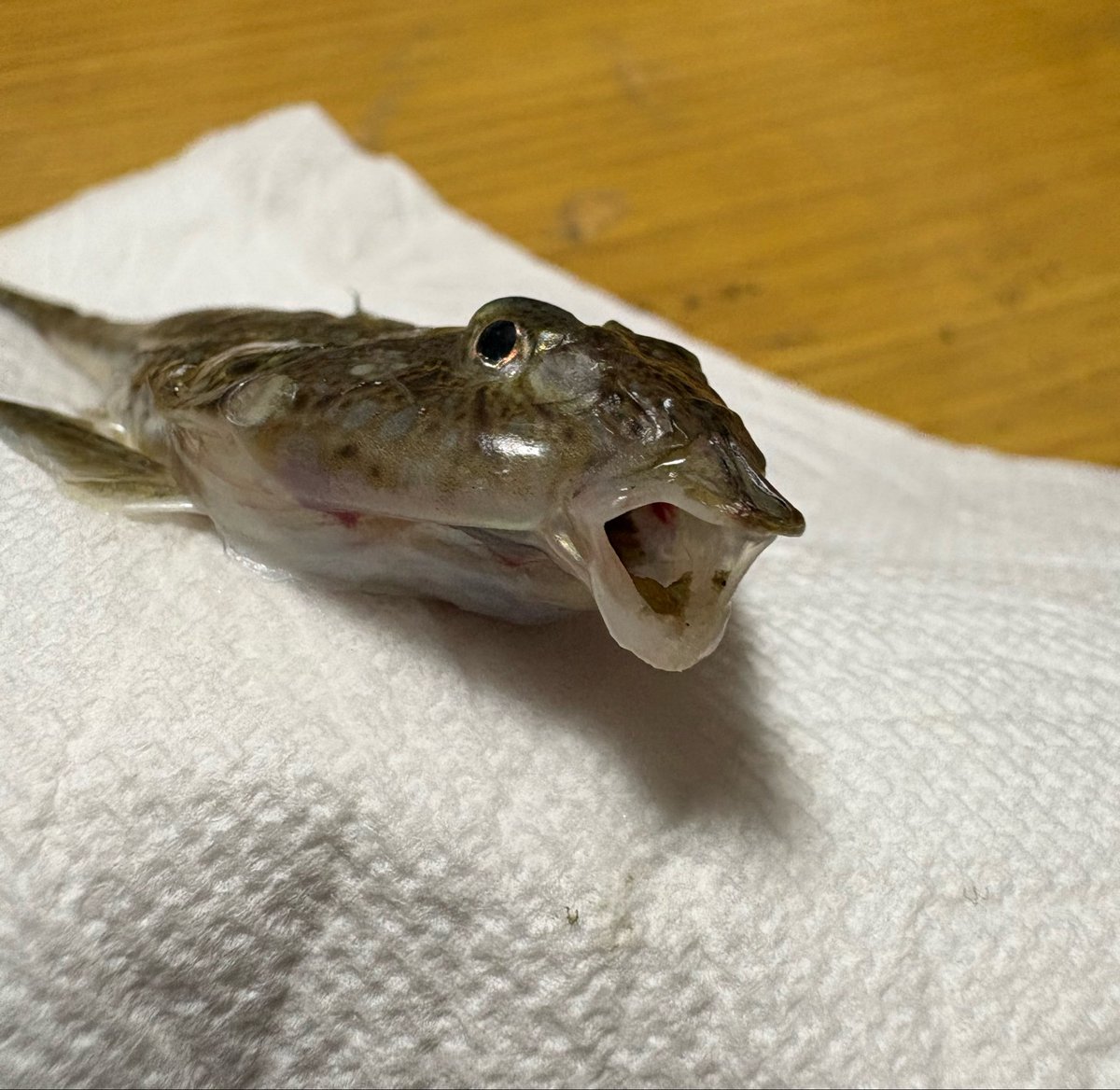 こむち tweet media