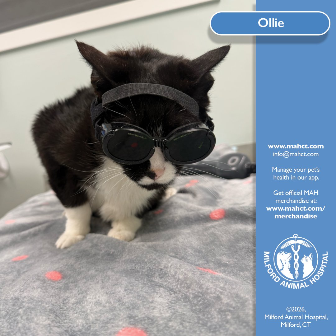 Therapeutic Laser Therapy , non invasive treatment uses light energy to help reduce pain and inflammation while promoting healing. Ollie recently came in for a session and was not only an excellent patient, but we cannot get over how cool he looks in those goggles.  #MAHCT