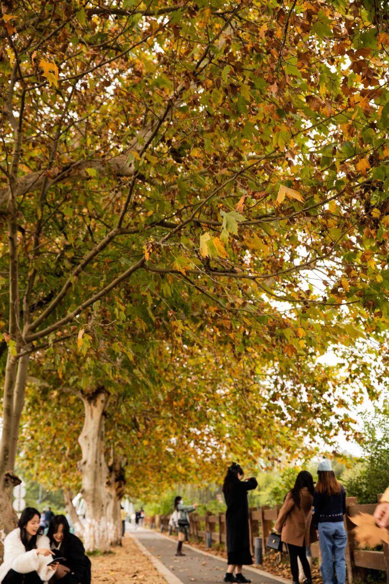 WanaFarzana's tweet image. Autumn breeze, golden leaves, and cozy sweaters—perfect day to wander with a warm latte  #FallVibes