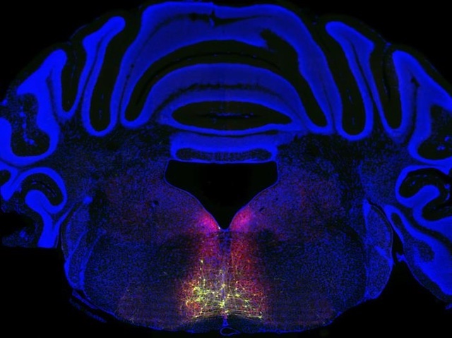 Biomedical Picture of the Day BPoD tweet media