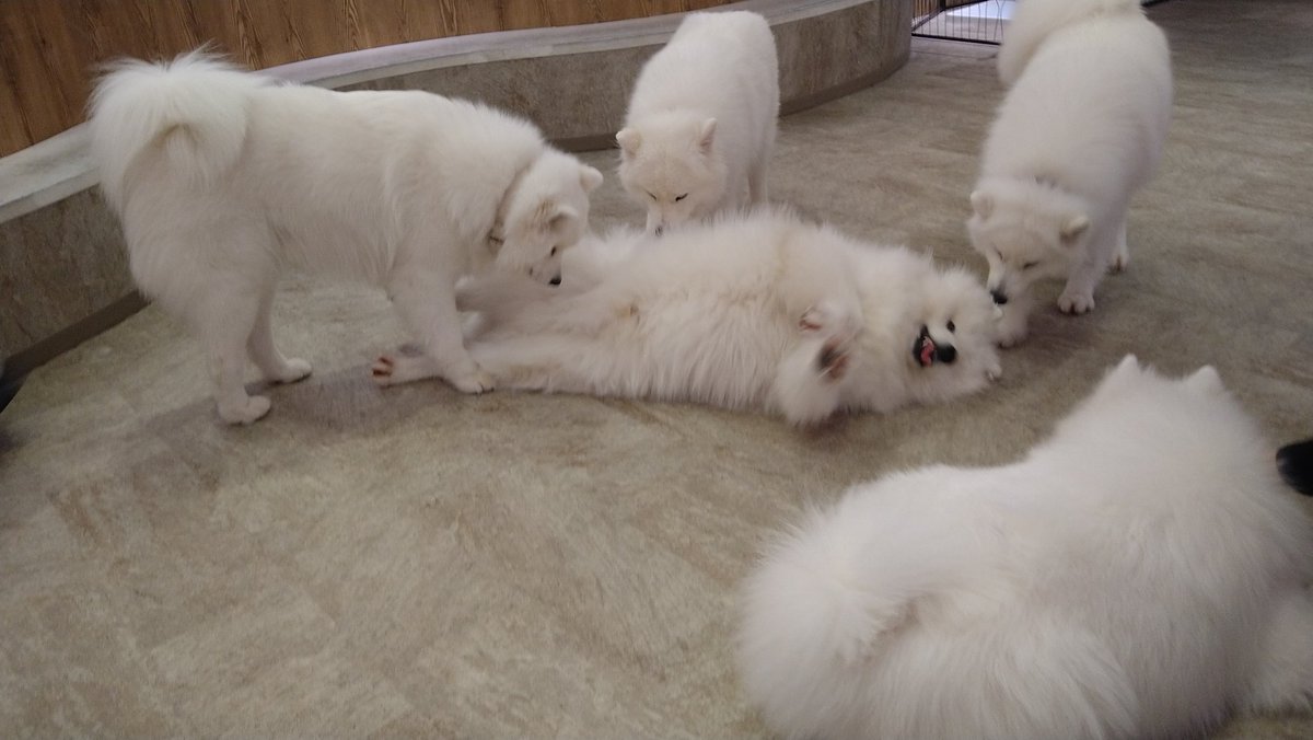 SLAVE犬　いぬたろう tweet media