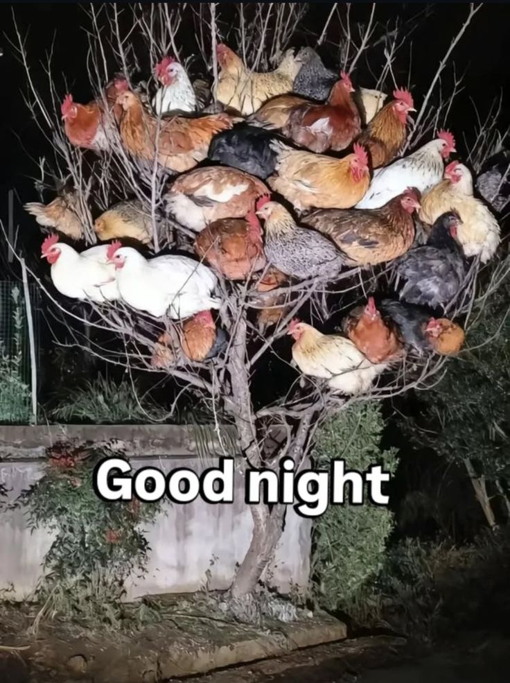 melancoliahh's tweet image. Eu amo galinhas,elas são muito subestimadas mesmo sendo fofas e dóceis,o mundo séria um lugar melhor se todos amassem galinhas 
#chickens #galinhas #pet #animals #love #petlove