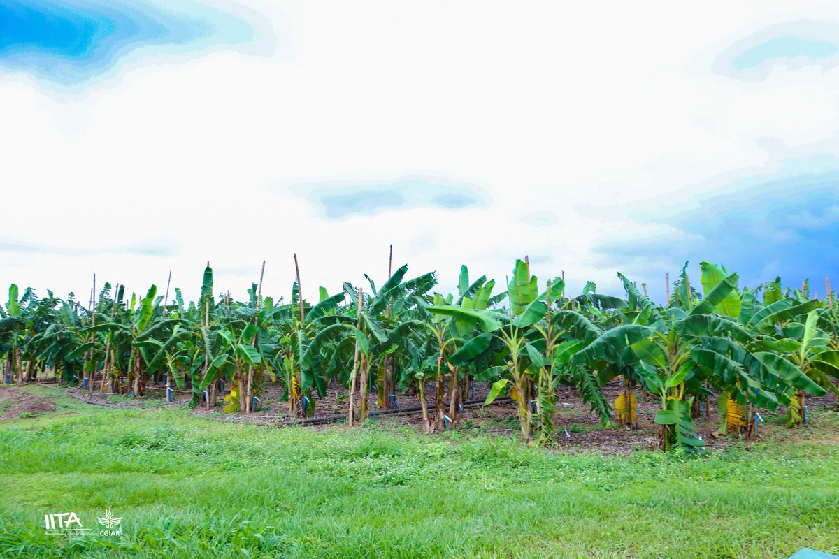 IITA tweet media