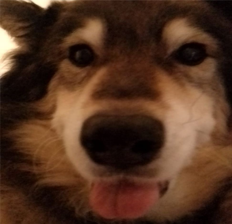 puppy ૮₍ ´ ꒳ `₎ა shedtwt tweet media