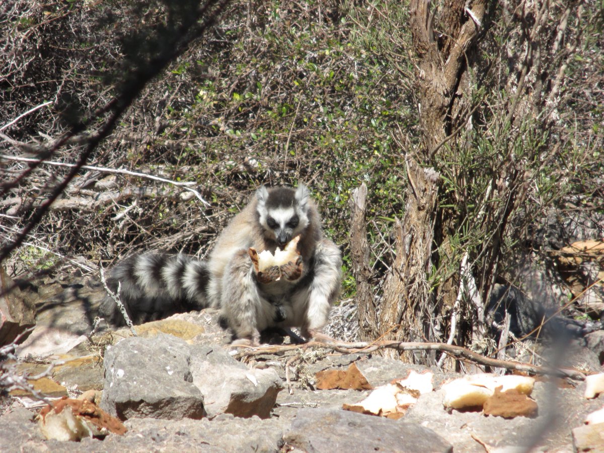 MBPartnership's tweet photo. 📷 Lavavolo Field Station (LAFS), Itampolo Commune
In the field, an unexpected meeting with ring-tailed lemurs (Lemur catta) savoring their meal... https://t.co/gpvajSgzE9