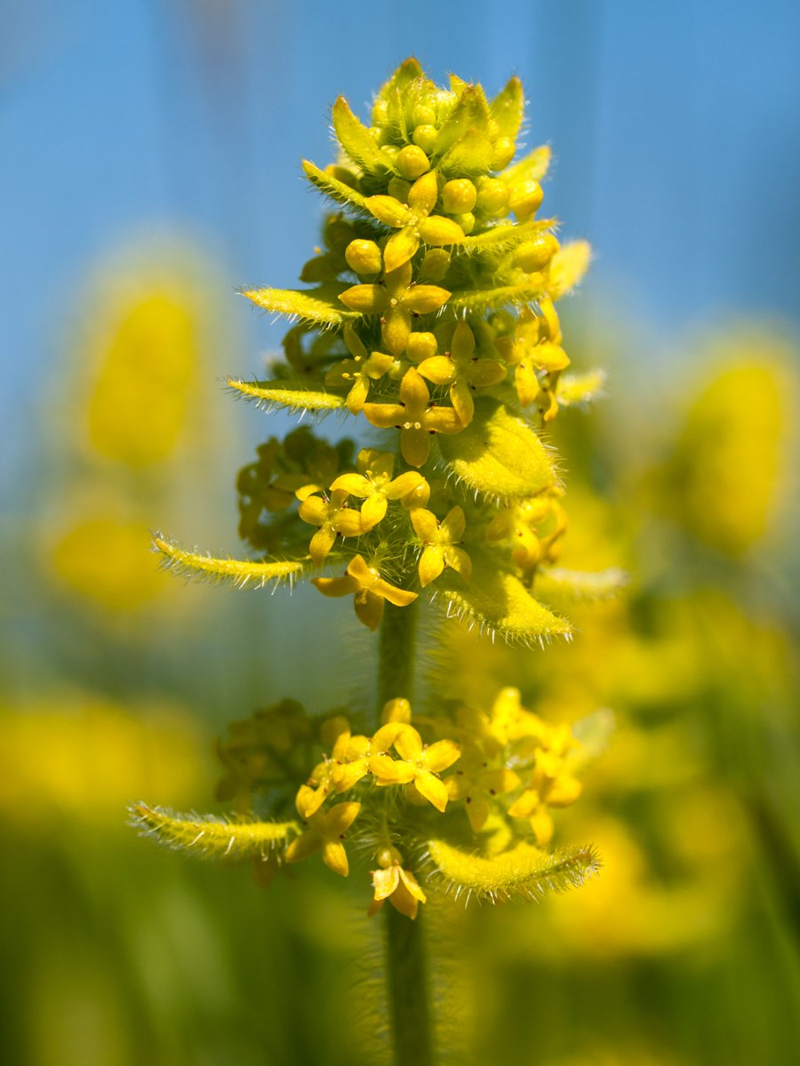 National Plant Monitoring Scheme tweet media