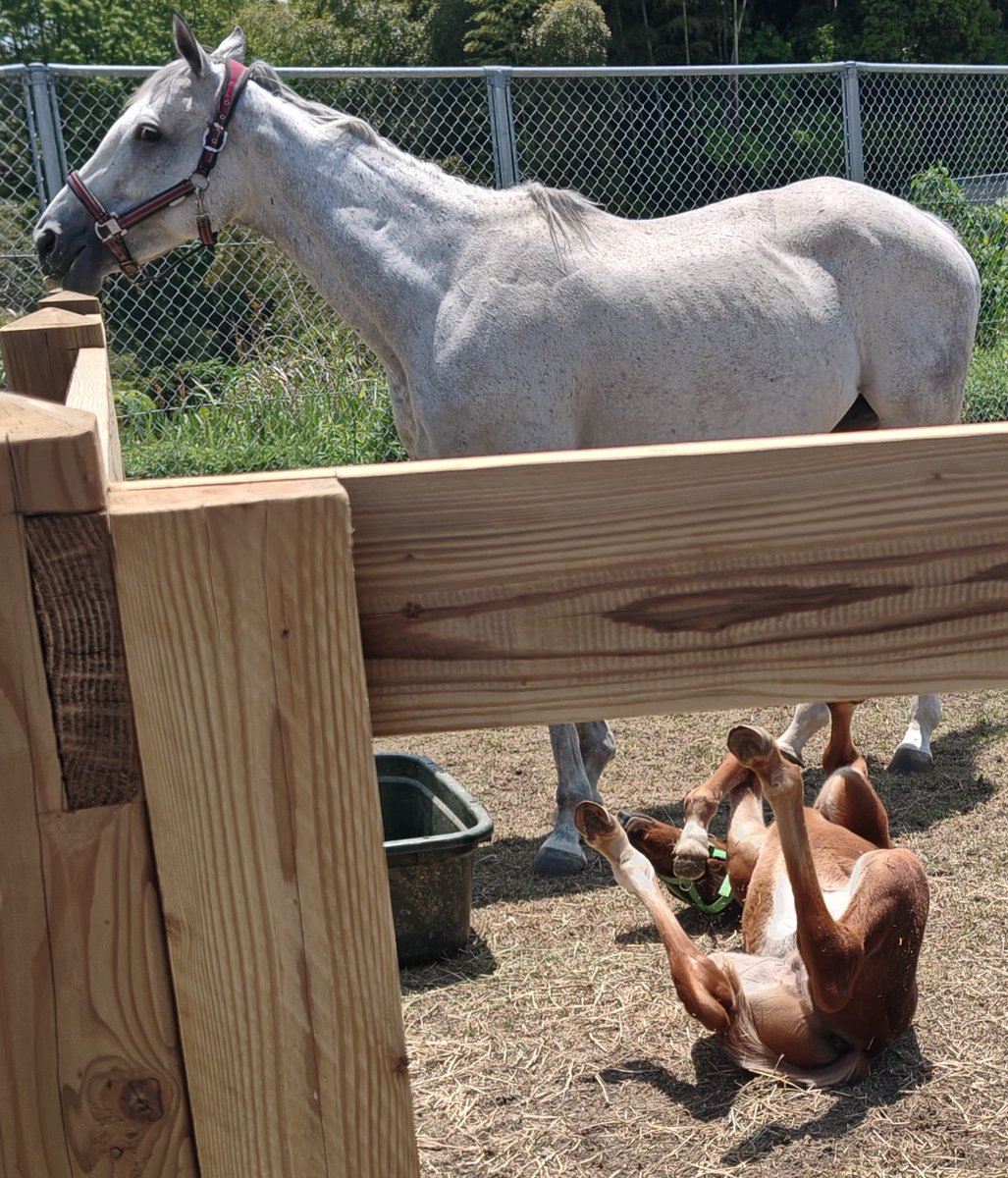 二階堂カシコ（旧名：信本一狼、二階堂文士） tweet media