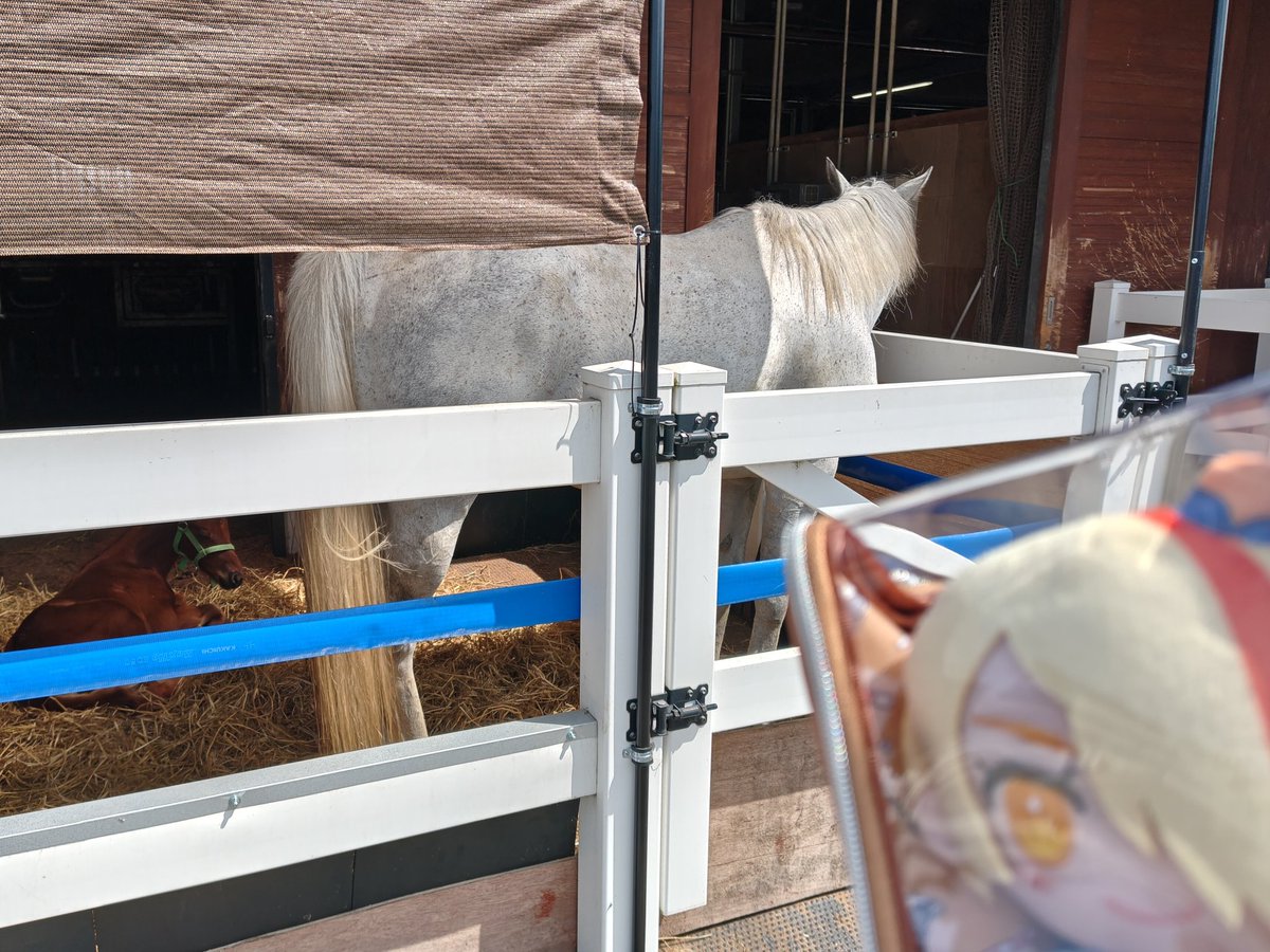 二階堂カシコ（旧名：信本一狼、二階堂文士） tweet media