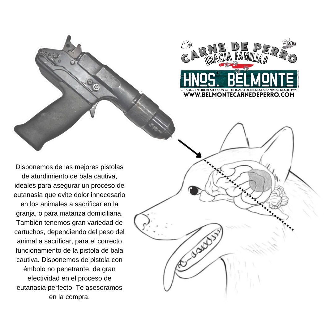 Belmonte Carne Ecológica de Perro tweet media