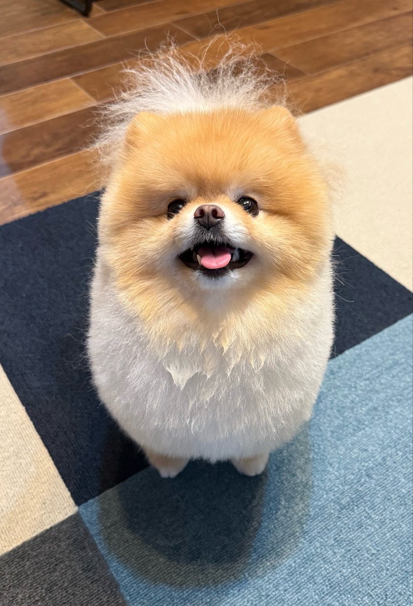 ranran20221208's tweet image. 丸い胸毛からちょこっと出た足が
たまらなく可愛い

#ポメラニアン
#pomeranian
#犬のいる暮らし