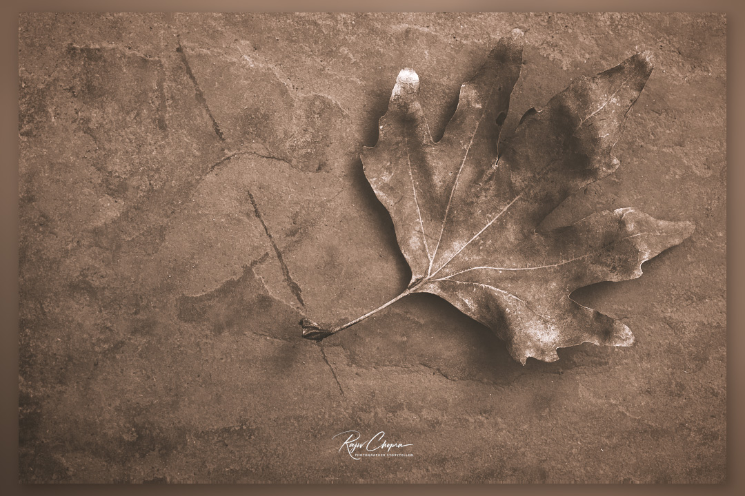 RC2208's tweet image. Pierre-Louis Pierson (1822–1913) was a well-known photographer, known for photographing celebrities, and even served as the photographer for Napoleon III. He did not photograph leaves! Still, a simulation of his style in DXP Film Pack. tidd.ly/3JyvRTd #vintage #leaves