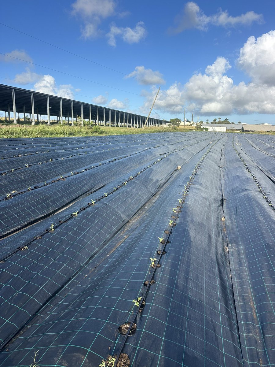 John Jones 👨🏾‍🌾🌱💧 tweet media