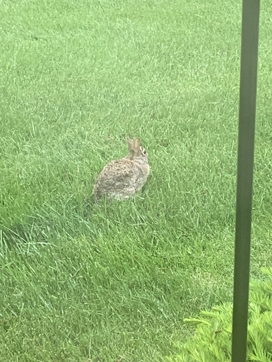 jin of bugtwt🪲 tweet media