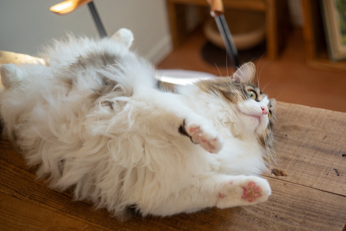 NorwegianQuartz's tweet photo. #よい肉球の日
#肉球の日
#猫 https://t.co/siMoekT4H5