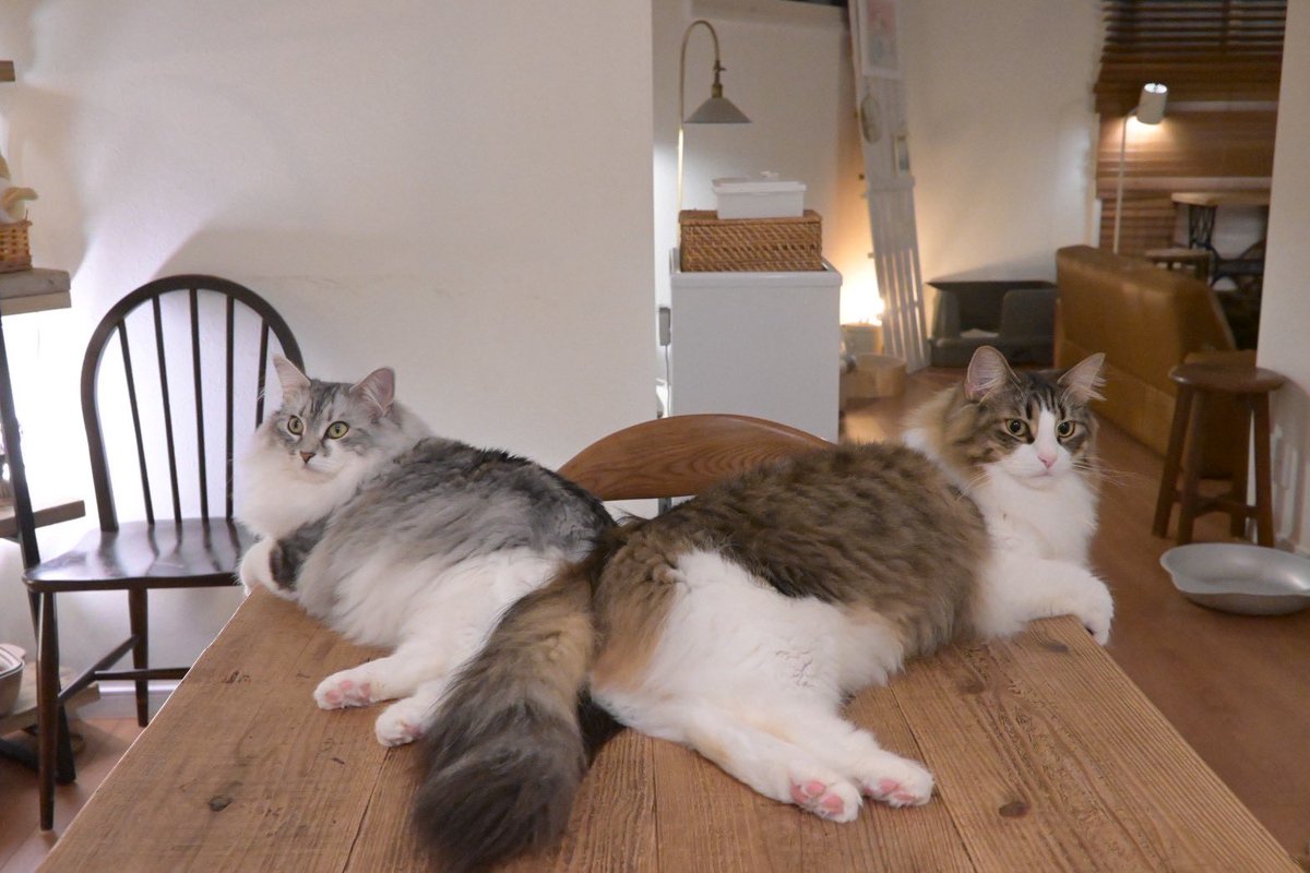 NorwegianQuartz's tweet photo. #よい肉球の日
#肉球の日
#猫 https://t.co/siMoekT4H5