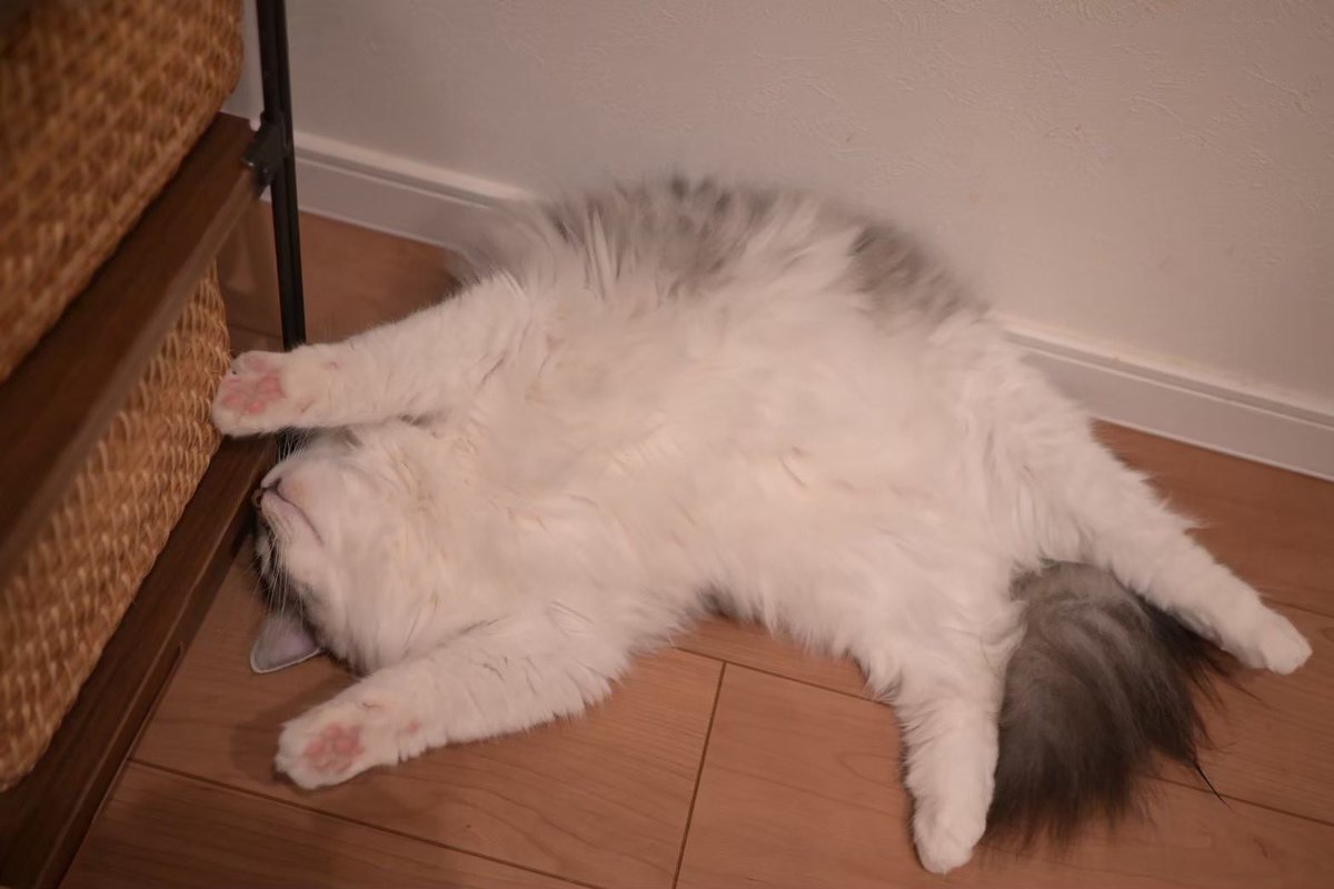 NorwegianQuartz's tweet photo. #よい肉球の日
#肉球の日
#猫 https://t.co/siMoekT4H5