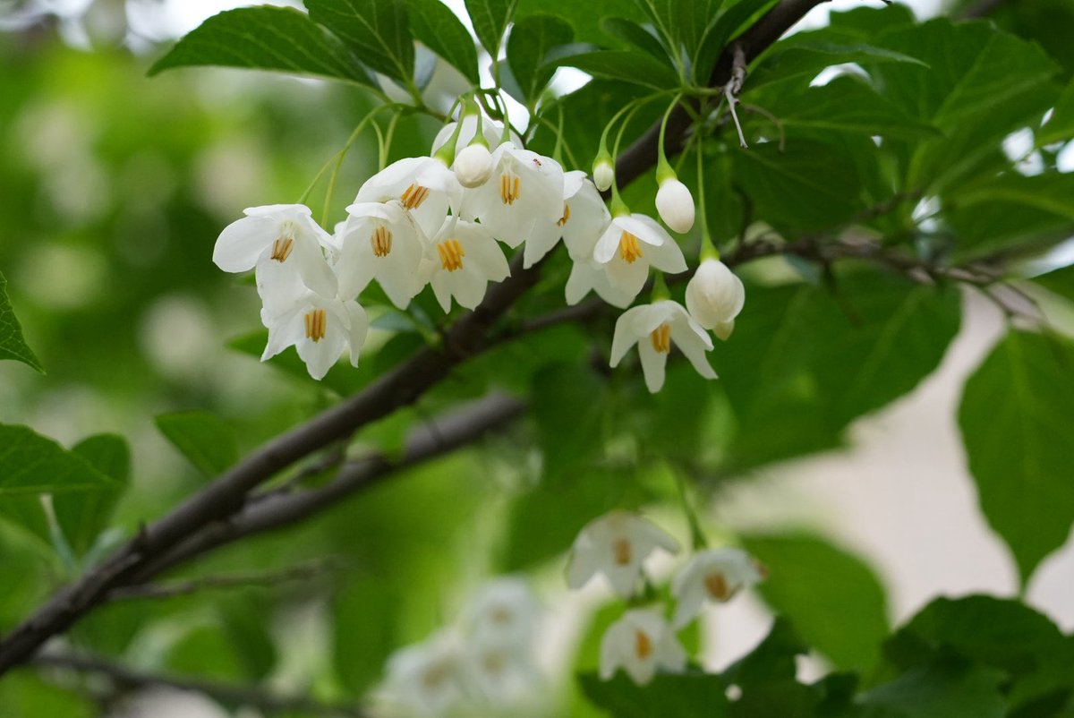 kotsubu7's tweet image. エゴノキの花

近くの公園に咲いてました。
私はこの花が好きで、咲いてるところを探して撮りに行ったりしてたのですが、
まさかこんか近くにあるなんて！
前からあったかなぁ？
嬉しい発見でした！😊

とっても可愛い🤍
白と緑のコントラストも爽やかで素敵な花です♡

#エゴノキの花　　#flowers