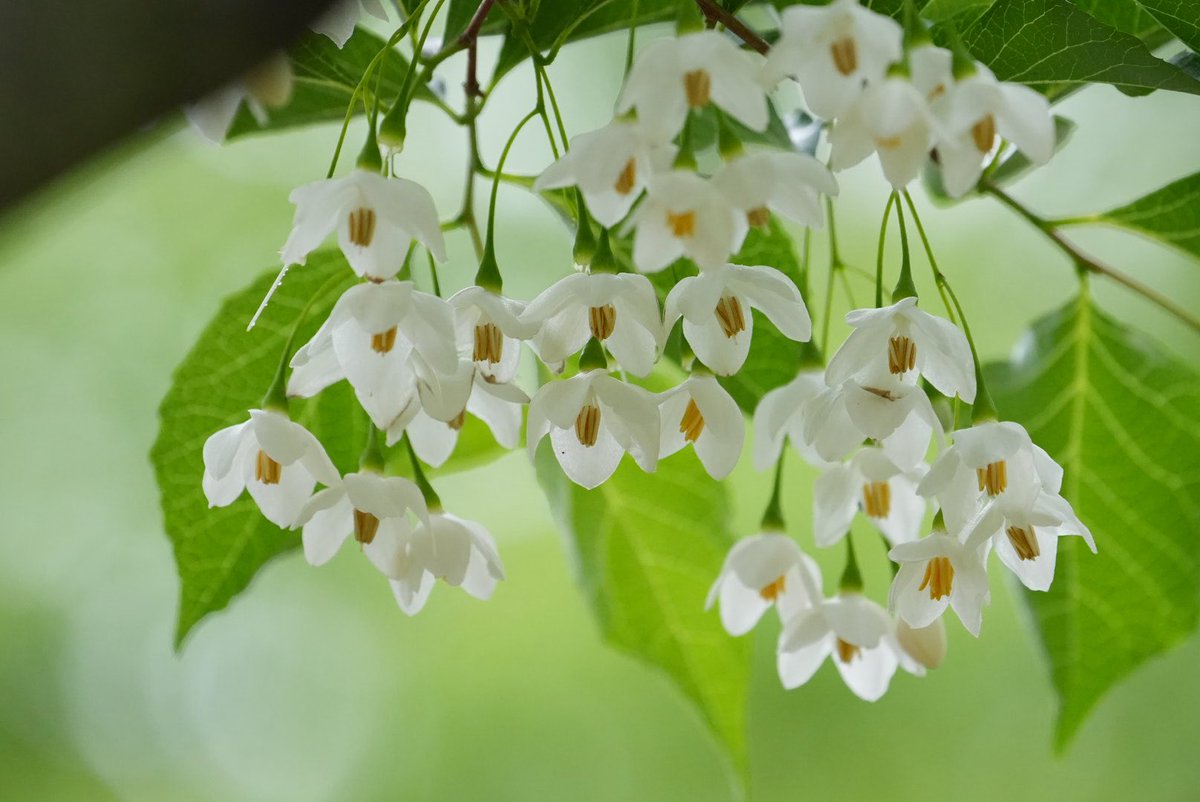 kotsubu7's tweet image. エゴノキの花

近くの公園に咲いてました。
私はこの花が好きで、咲いてるところを探して撮りに行ったりしてたのですが、
まさかこんか近くにあるなんて！
前からあったかなぁ？
嬉しい発見でした！😊

とっても可愛い🤍
白と緑のコントラストも爽やかで素敵な花です♡

#エゴノキの花　　#flowers