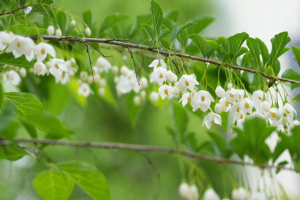 kotsubu7's tweet image. エゴノキの花

近くの公園に咲いてました。
私はこの花が好きで、咲いてるところを探して撮りに行ったりしてたのですが、
まさかこんか近くにあるなんて！
前からあったかなぁ？
嬉しい発見でした！😊

とっても可愛い🤍
白と緑のコントラストも爽やかで素敵な花です♡

#エゴノキの花　　#flowers
