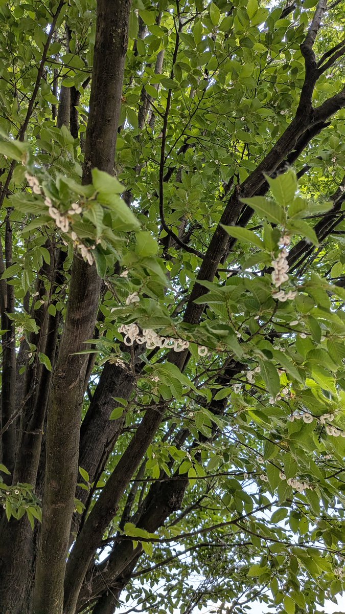 ilDalo's tweet photo. @ComuneMI @Zegna La vostra biodiversità, parchi che diventano giungla e alberi infestate da specie aliene..... https://t.co/ztuE8880nF